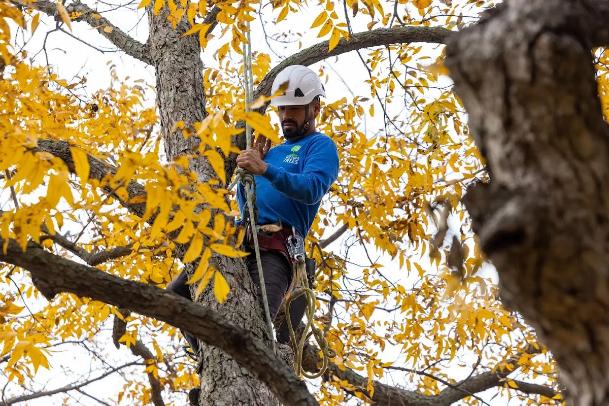 Skilled Tree Trimming crew working in Brunswick