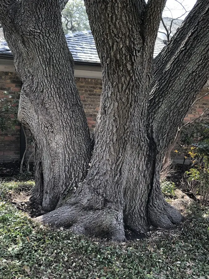 Mature heritage tree close to a Brunswick property cared for by certified arborists